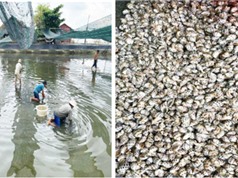 TPHCM: Cải tiến kỹ thuật nuôi ốc hương trong ao đất lót bạt